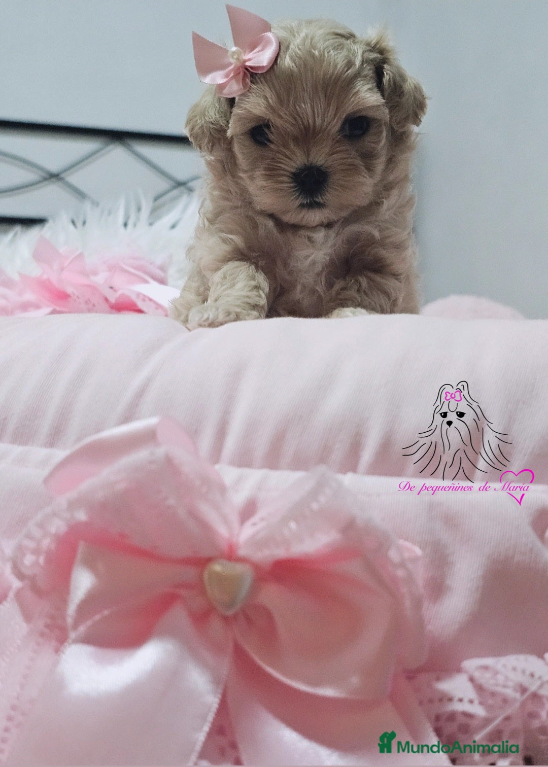 Maltipoo perros en venta: MALTIPOO ASIÁTICO MINIATURA  - Imagen 3