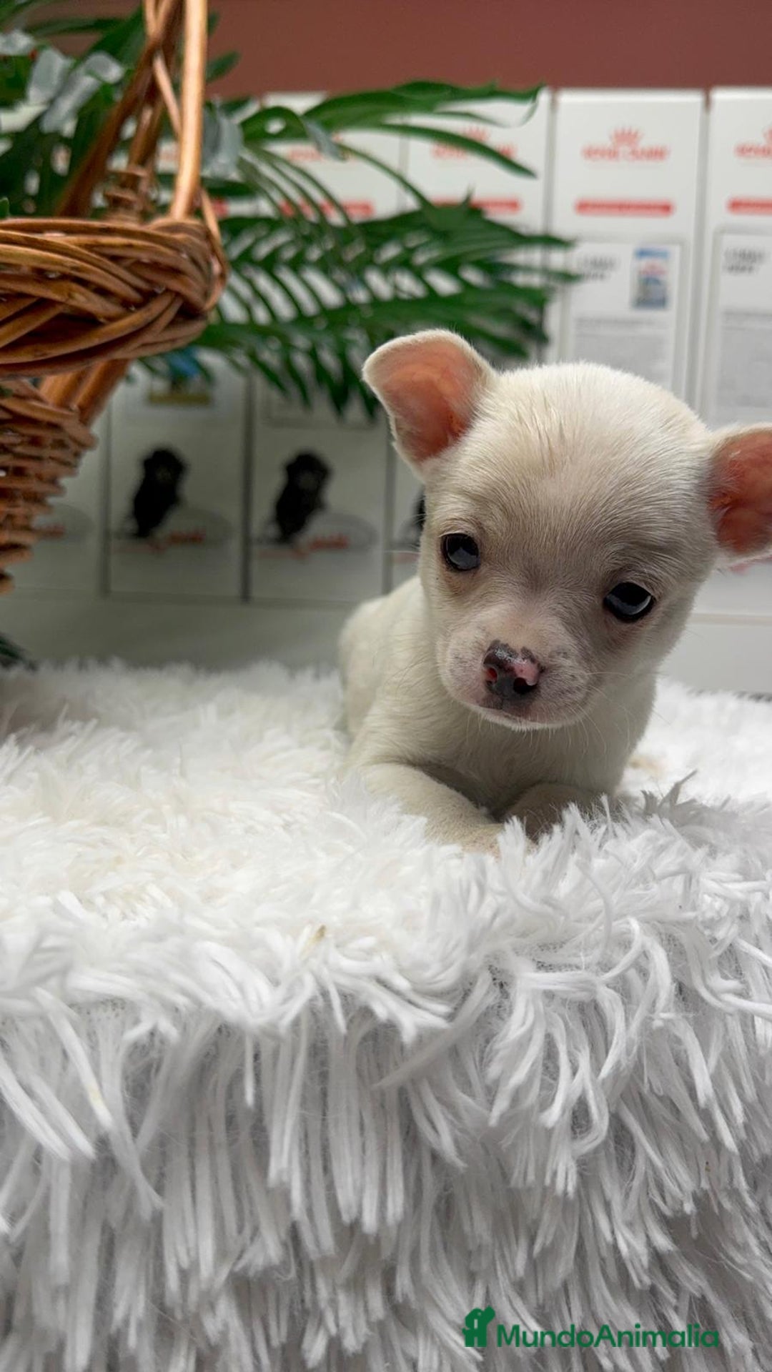 Chihuahua perros en venta: CHIHUAHUA MACHO - Anuncio 3