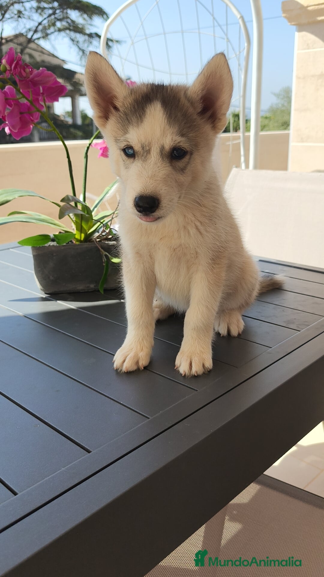 Husky Siberiano perros en venta: Husky siberiano 🔝♂️♀️ - Imagen 1