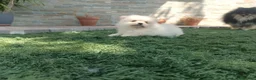 Pomerania perros en venta: Pomerania toy blancos en Madrid - Anuncio 8