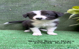 Border Collie perros en venta: BORDER COLLIE DE VILLA BIZNAGA - Imagen 10