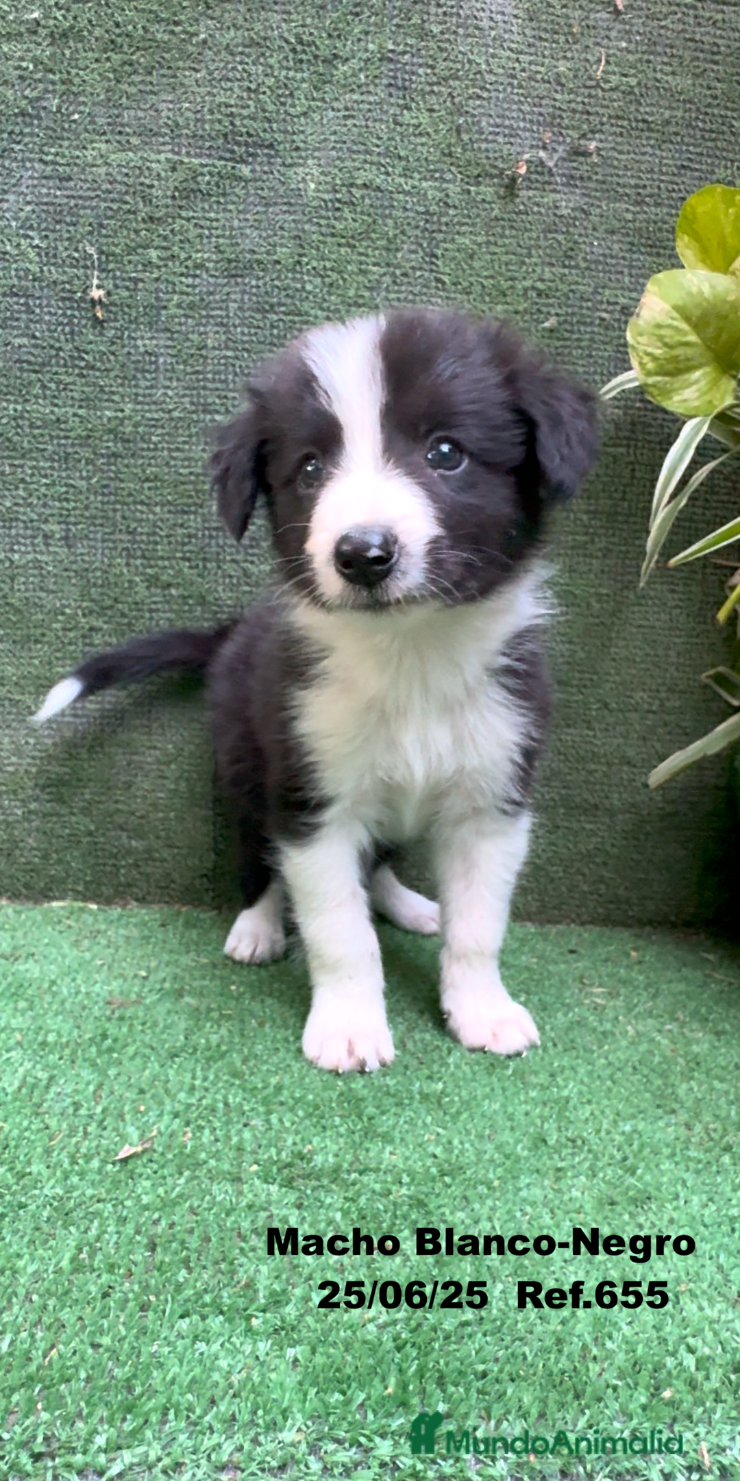 Border Collie perros en venta: BORDER COLLIE DE VILLA BIZNAGA - Imagen 10