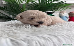 Maltipoo perros en venta: MALTIPOO MACHO - Anuncio 21