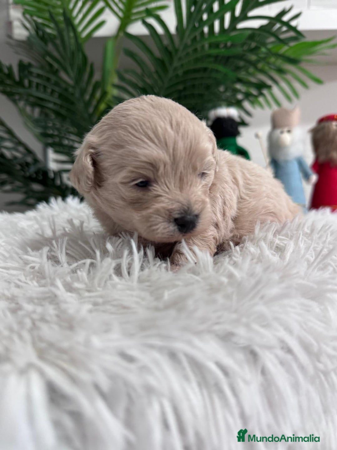Maltipoo perros en venta: MALTIPOO MACHO - Anuncio 21