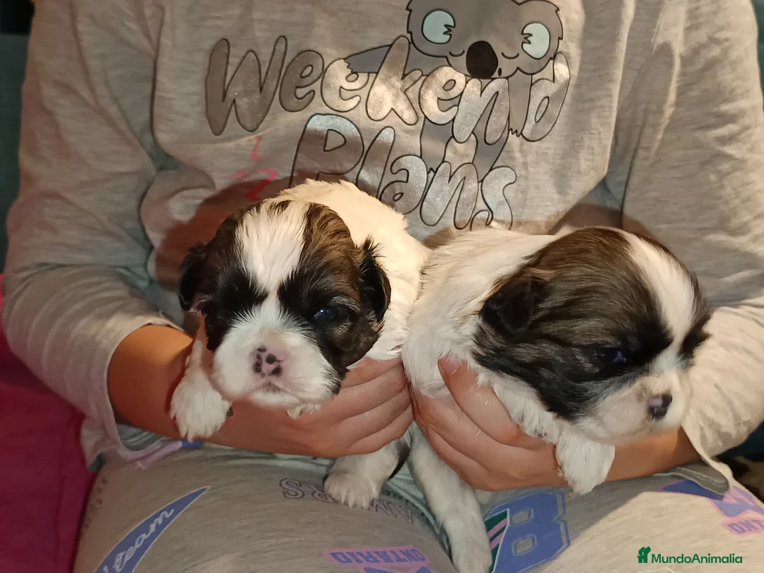 Shih Tzu perros en venta: Shih Tzu de Mumbrafer - Anuncio 6