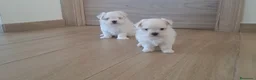 Bichón Maltés perros en venta: Cachorritos de Bichon Maltes  - Anuncio 2