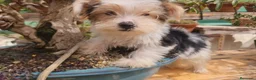 Biewer Yorkshire Terrier a la Pom Pon perros en venta: cachorro de Biewer macho  - Anuncio 3