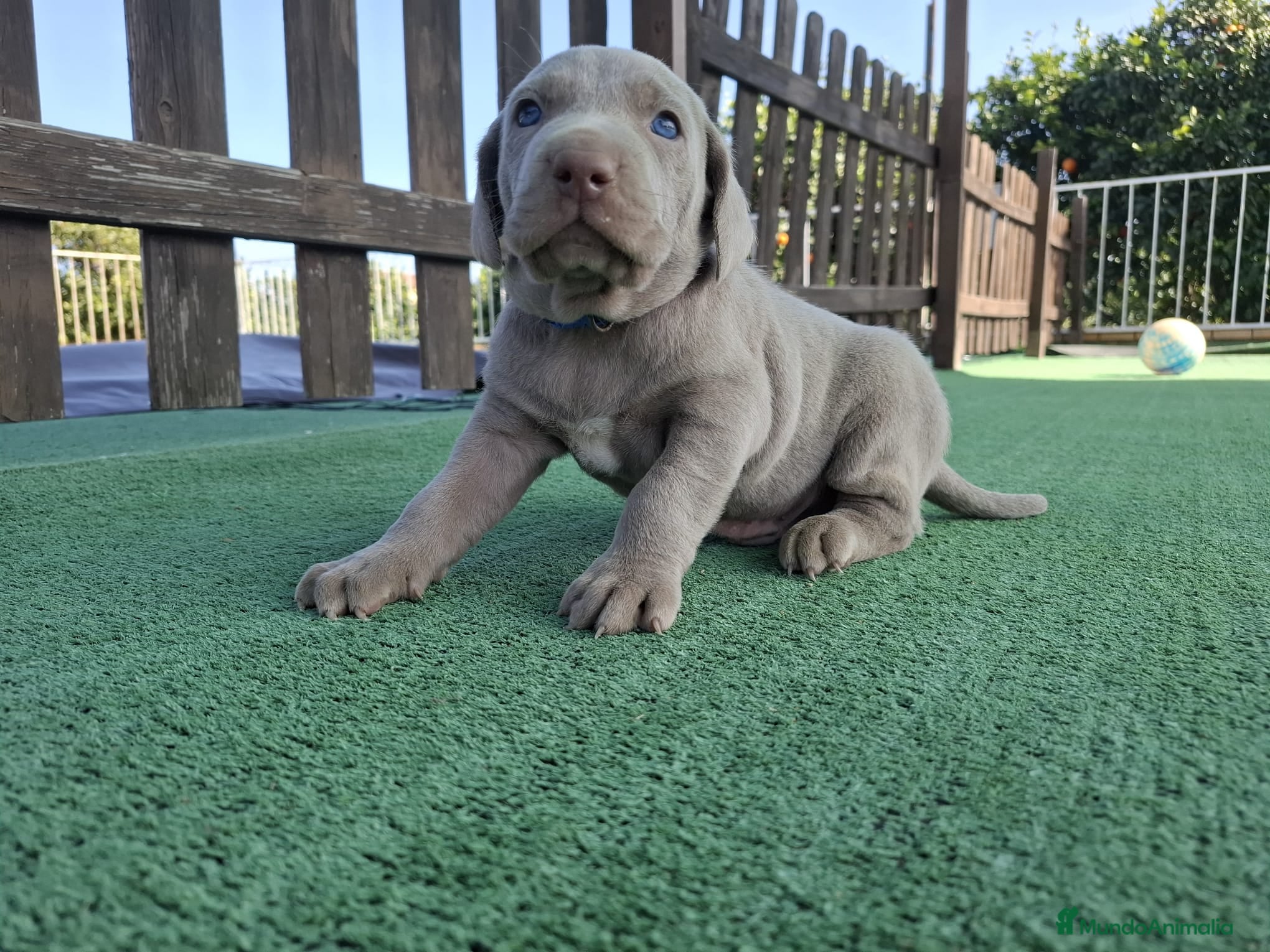 Weimaraner perros Braco de weimar  - Anuncio 2