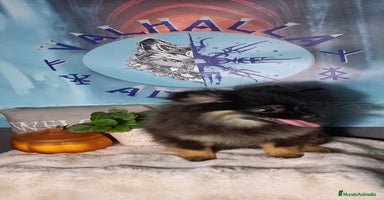 Pomerania perros - Anuncio 5