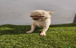 Chihuahua perros en venta: Chihuahua toy - Imagen 7