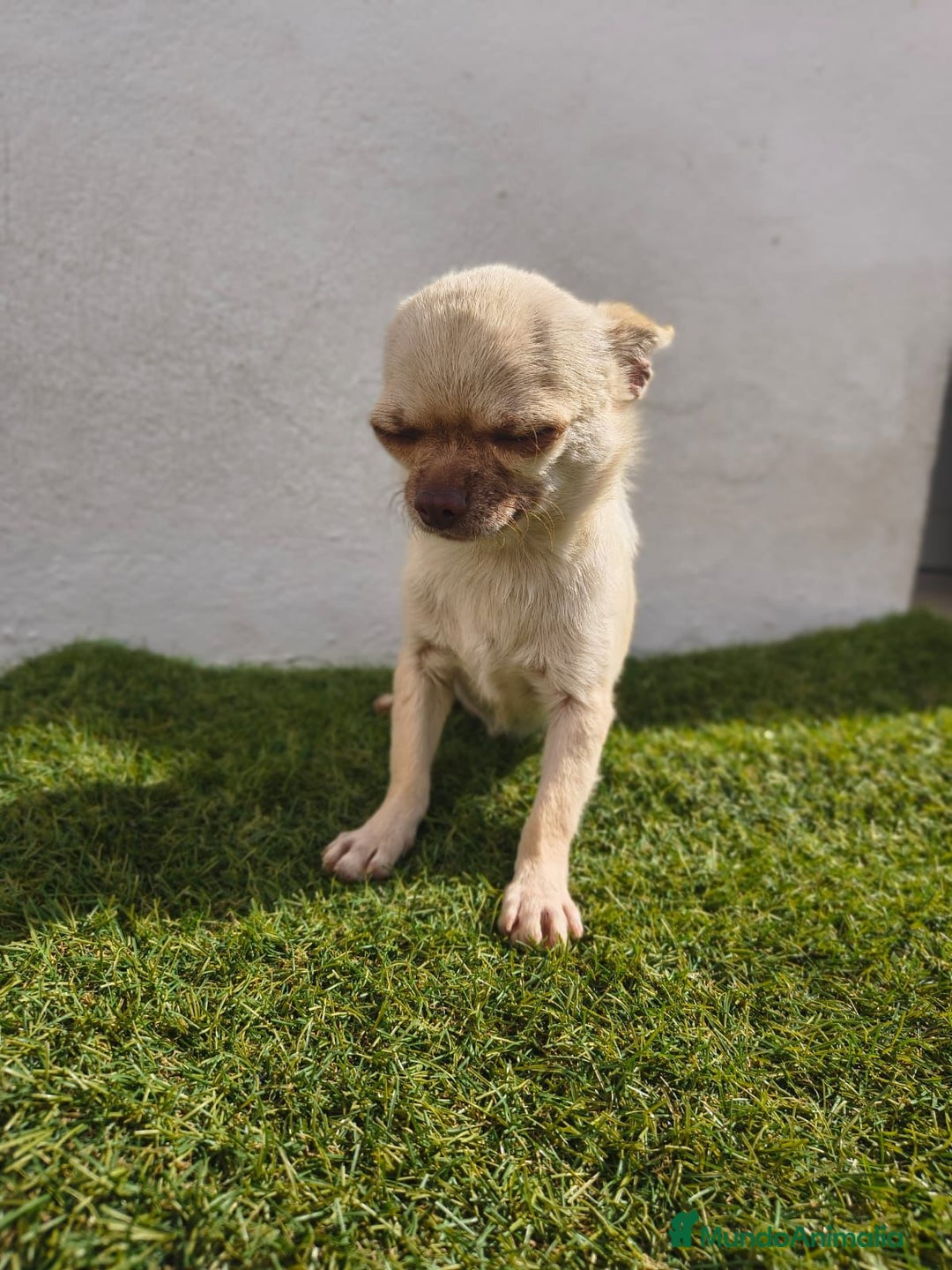 Chihuahua perros en venta: Chihuahua toy - Imagen 7