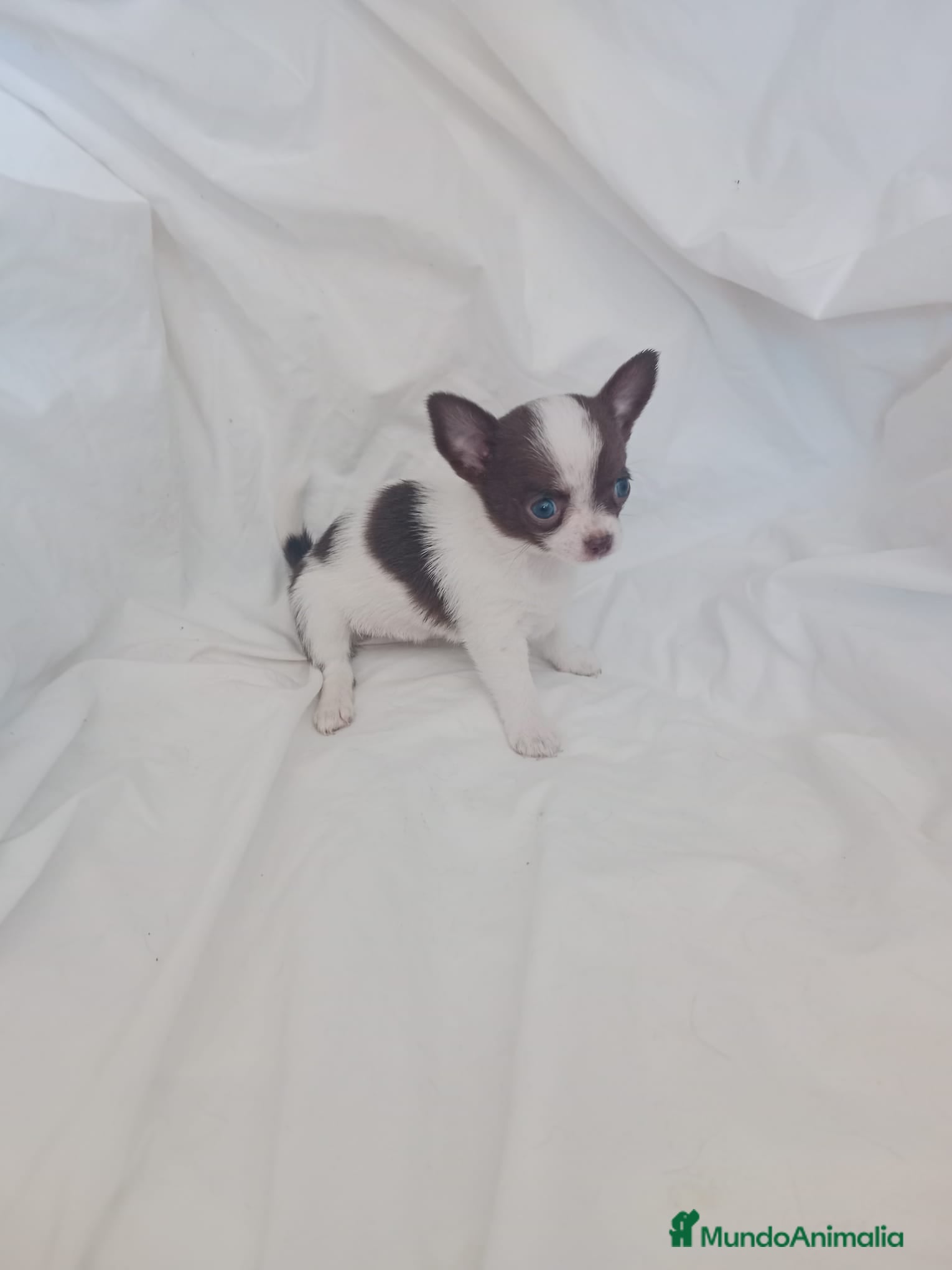 Chihuahua perros preciosos chihuahuas toy - Anuncio 1