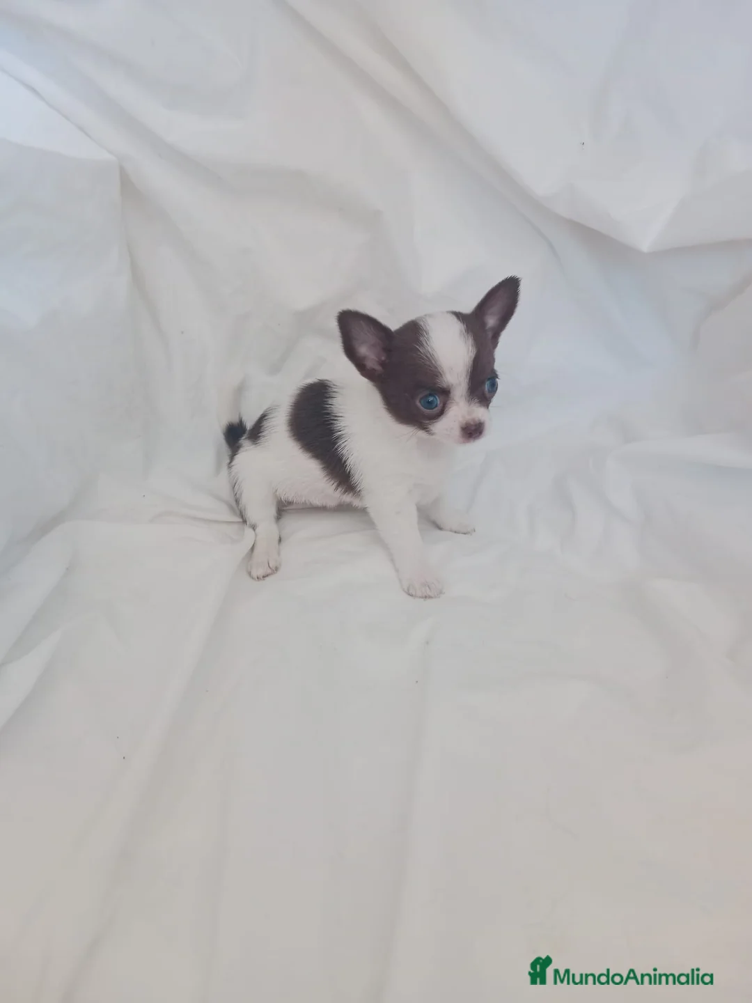 Chihuahua perros en venta: preciosos chihuahuas toy - Anuncio 1