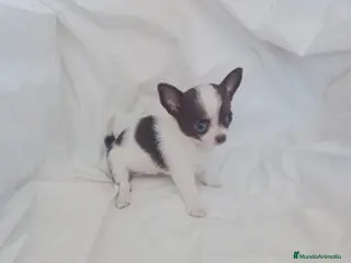 Chihuahua perros preciosos chihuahuas toy - Anuncio 1