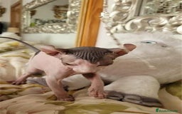 Sphynx gatos en venta: Hembra sphynx elfo tacto terciopelo en Madrid - Imagen 4
