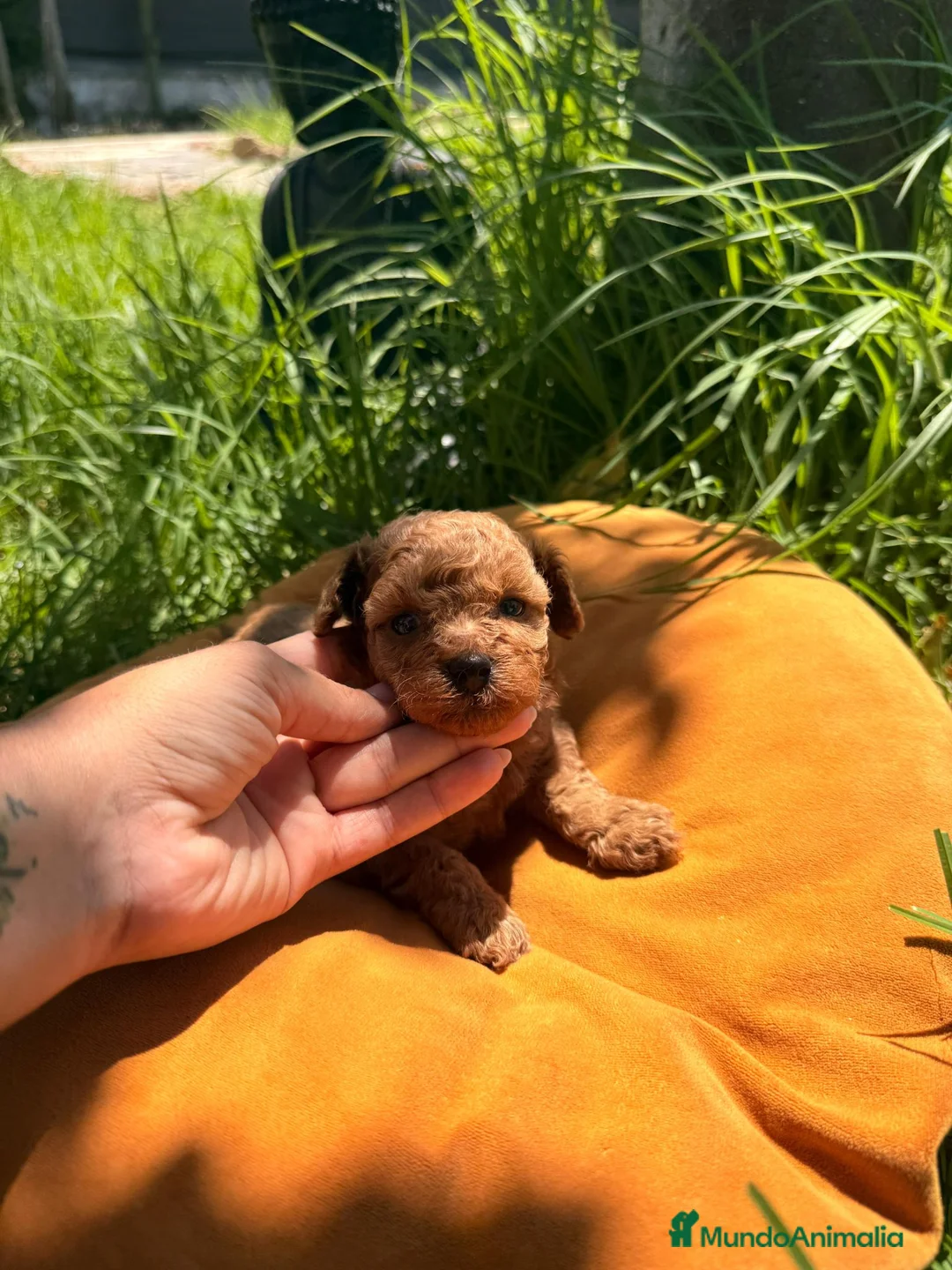 Caniche Toy perros en venta: Caniche toy - Anuncio 2