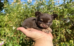 Chihuahua perros en venta: Chihuahua pelo largo  - Imagen 1