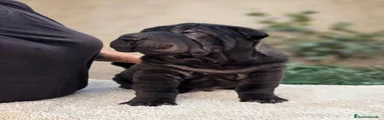 Shar Pei 3