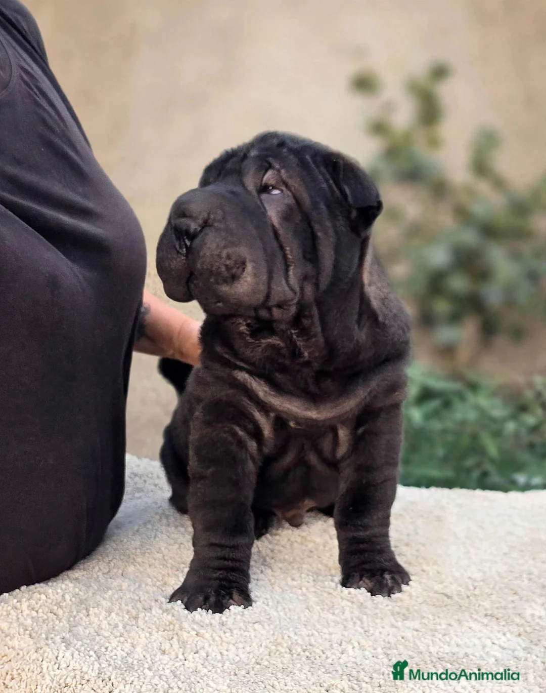 Shar Pei perros en venta: Shar pei máxima calidad  - Anuncio 4