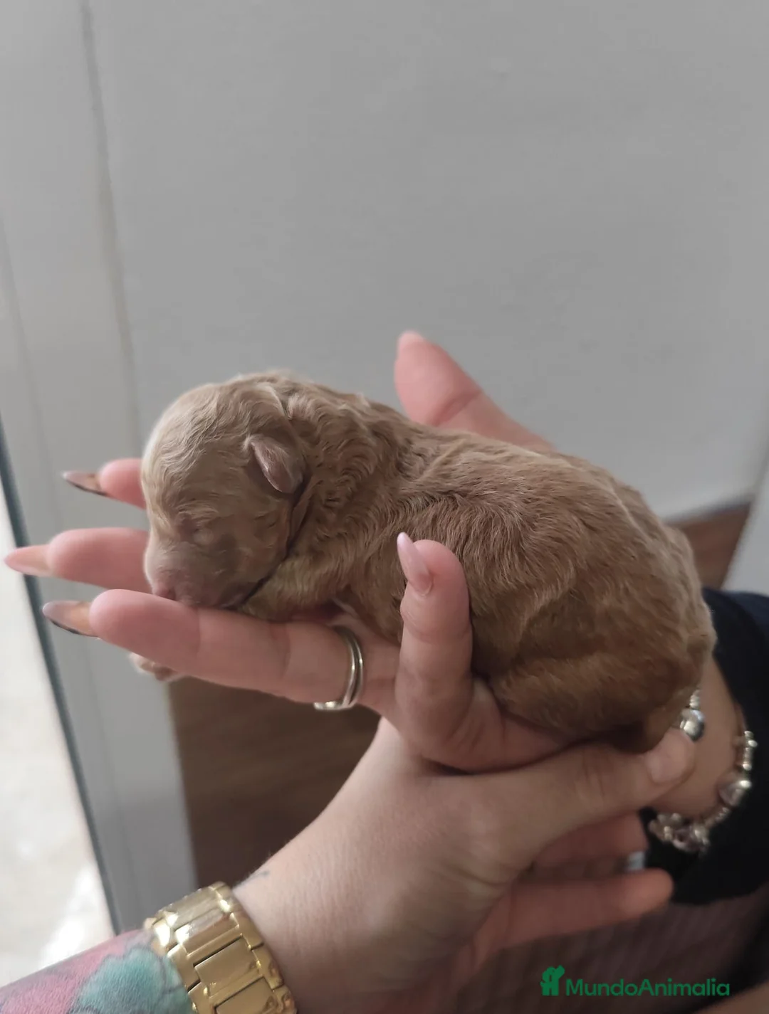 Caniche Toy perros en venta: Caniche toy  - Anuncio 2