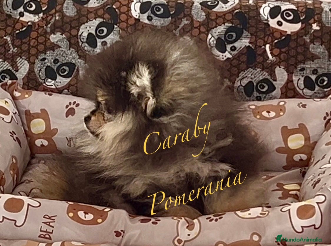 Pomerania perros Pomerania en Caraby Benidorm  - Anuncio 1