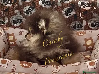 Pomerania perros Pomerania en Caraby Benidorm - Anuncio 9