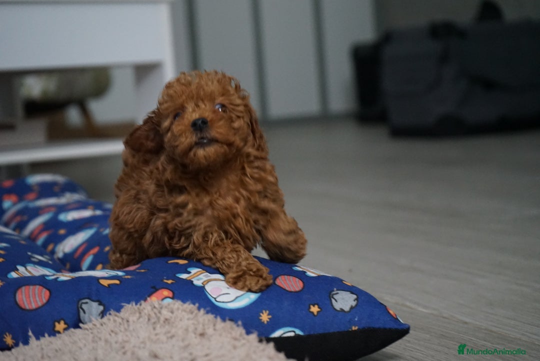 Caniche Toy perros en venta: 🐾 Atom – Caniche Toy rojo intenso ❤️✨ - Anuncio 2