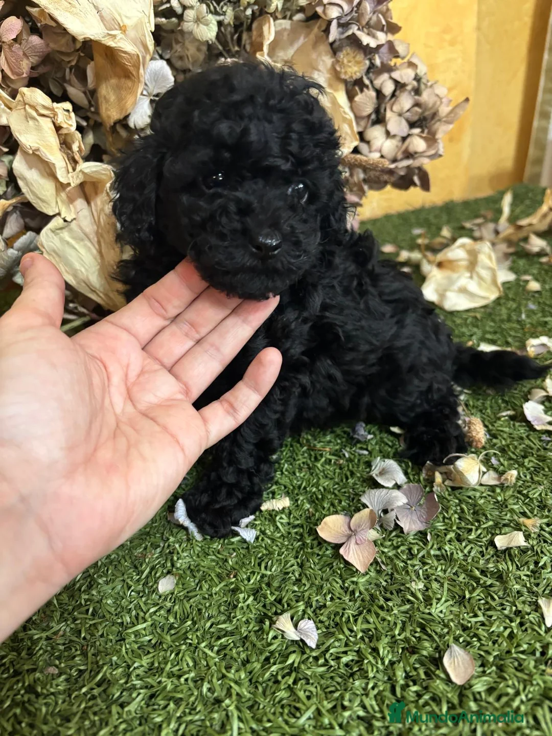 Caniche Toy perros en venta: Caniche Toy en color negro hembra!! - Anuncio 3