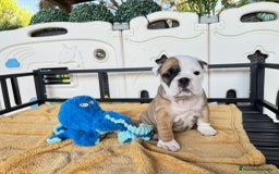 Bulldog Inglés perros en venta: Bulldog Ingles  - Imagen 3