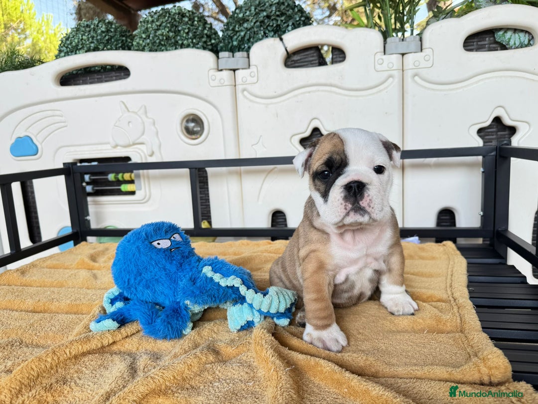 Bulldog Inglés perros en venta: Bulldog Ingles  - Imagen 3