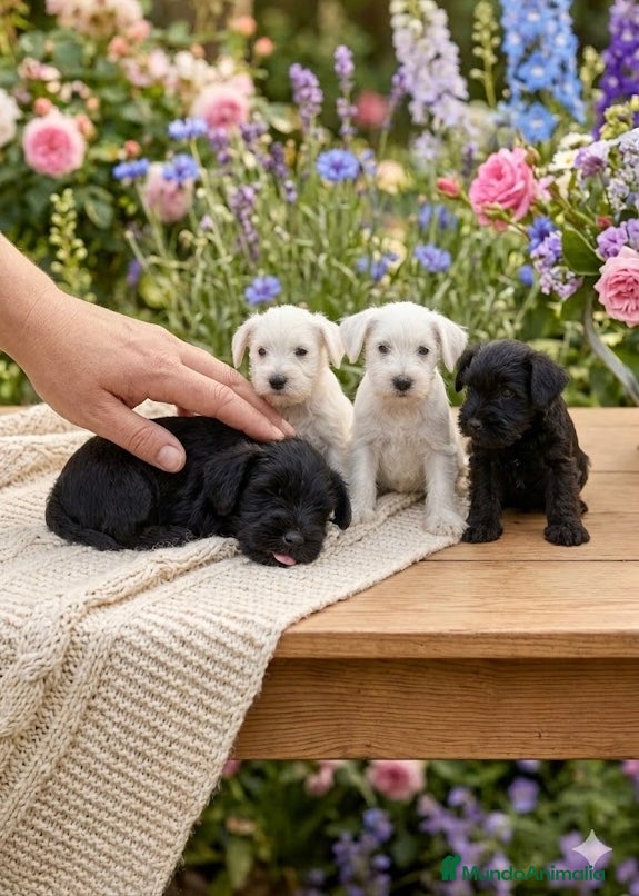 Schnauzer Mediano perros Schnauzer disponibles 🐶🐾🔥 - Anuncio 6