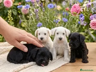 Schnauzer Mediano perros Schnauzer disponibles 🐶🐾🔥 - Anuncio 11