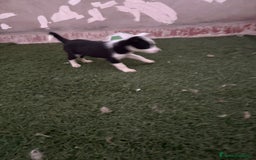Border Collie perros en venta: BORDER COLLIE  - Imagen 9