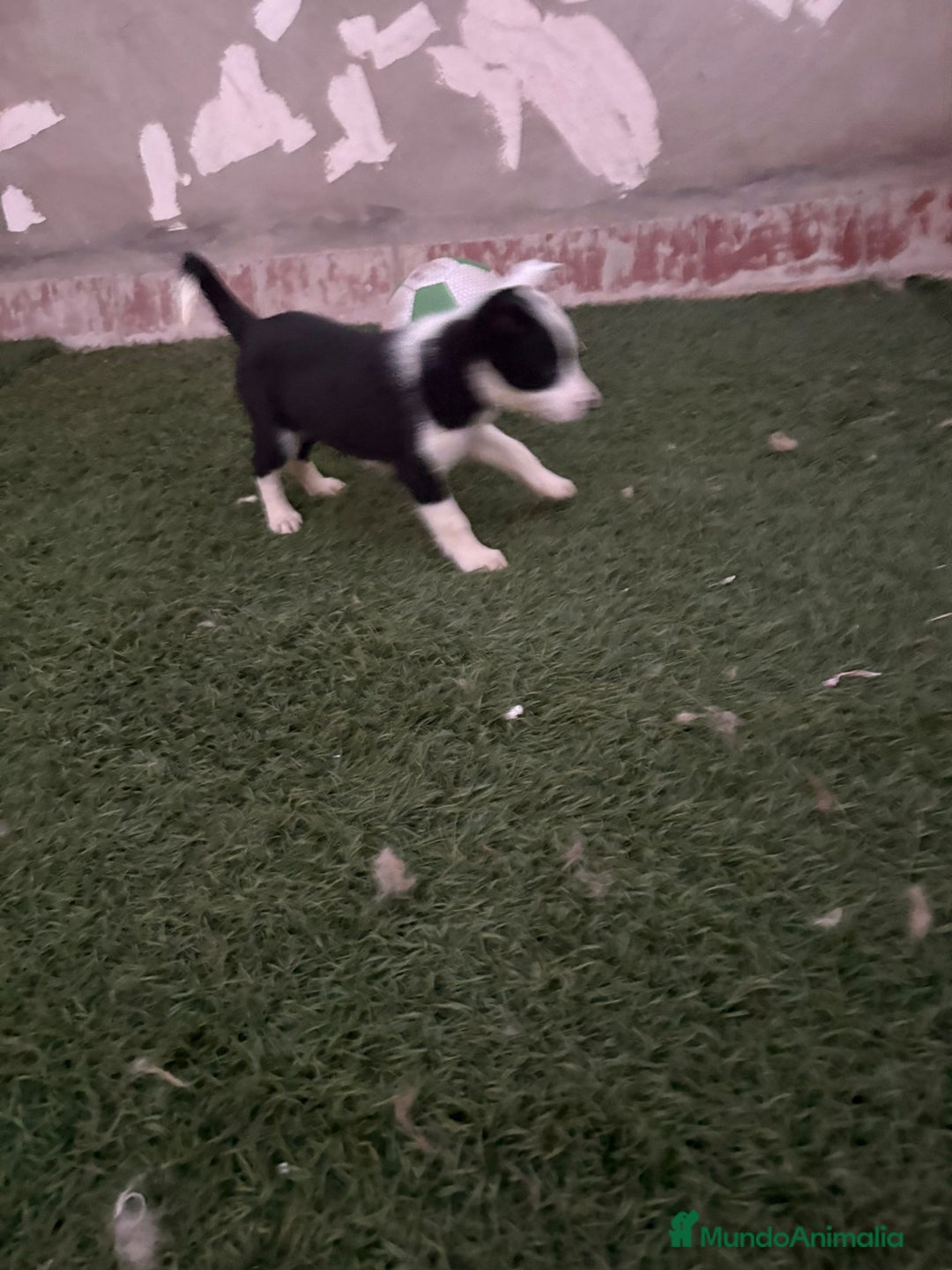 Border Collie perros en venta: BORDER COLLIE  - Imagen 9