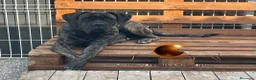 Cane Corso perros en venta: Cachorros de cane corso en Barcelona  - Anuncio 2