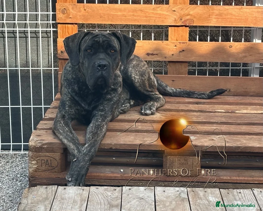 Cane Corso perros en venta: Cachorros de cane corso en Barcelona  - Anuncio 2