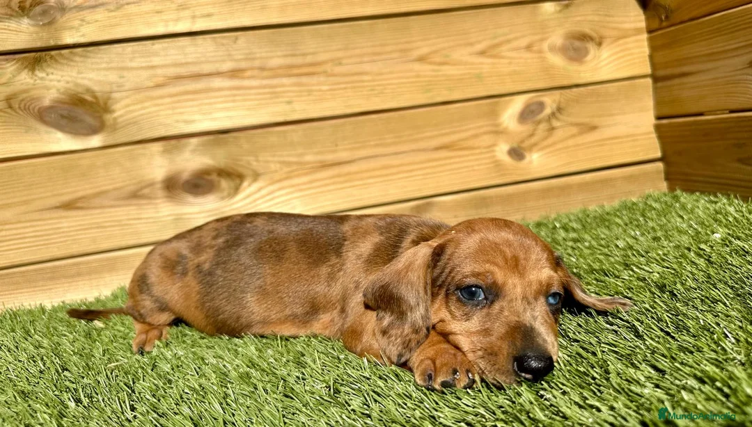 Caniche Enano perros en venta: VARIAS RAZAS en Barcelona - Anuncio 11