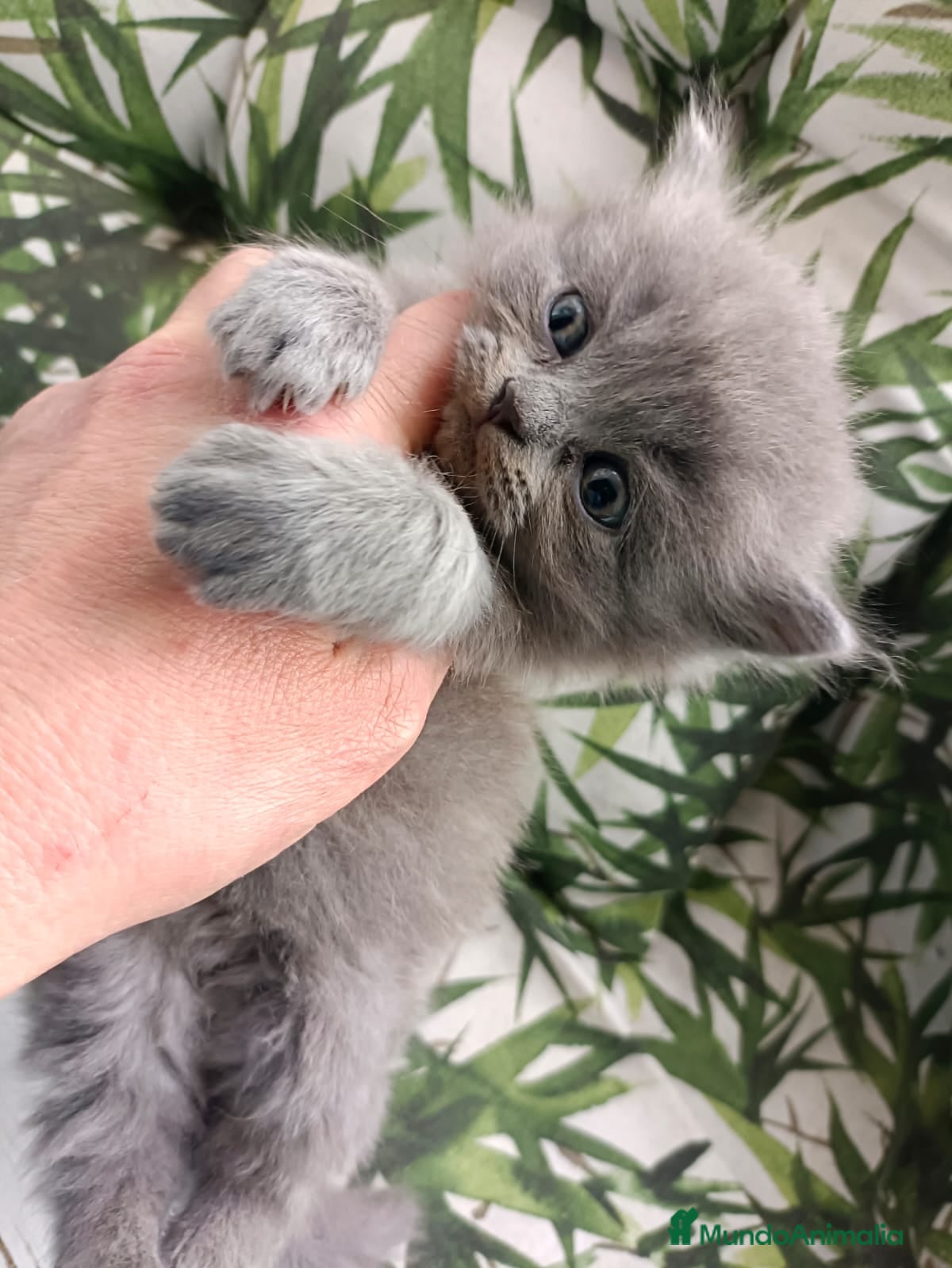 Británico de Pelo Corto Azul gatos Gatitos British blue en Barcelona - Anuncio 6