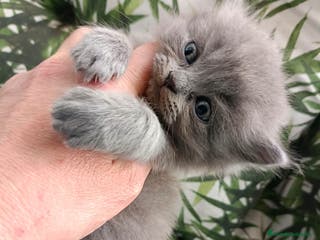Británico de Pelo Corto Azul gatos Gatitos British blue en Barcelona - Anuncio 2
