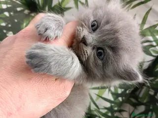 Británico de Pelo Corto Azul gatos Gatitos British blue en Barcelona - Anuncio 28
