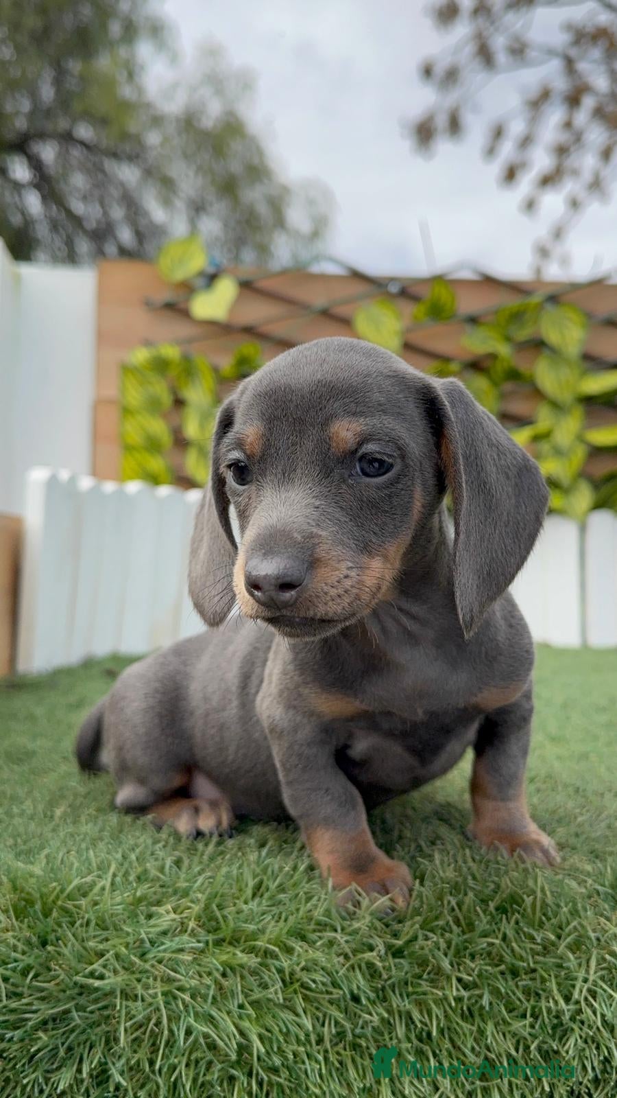 Teckel Miniatura perros TECKEL BLUE HEMBRA - Anuncio 2