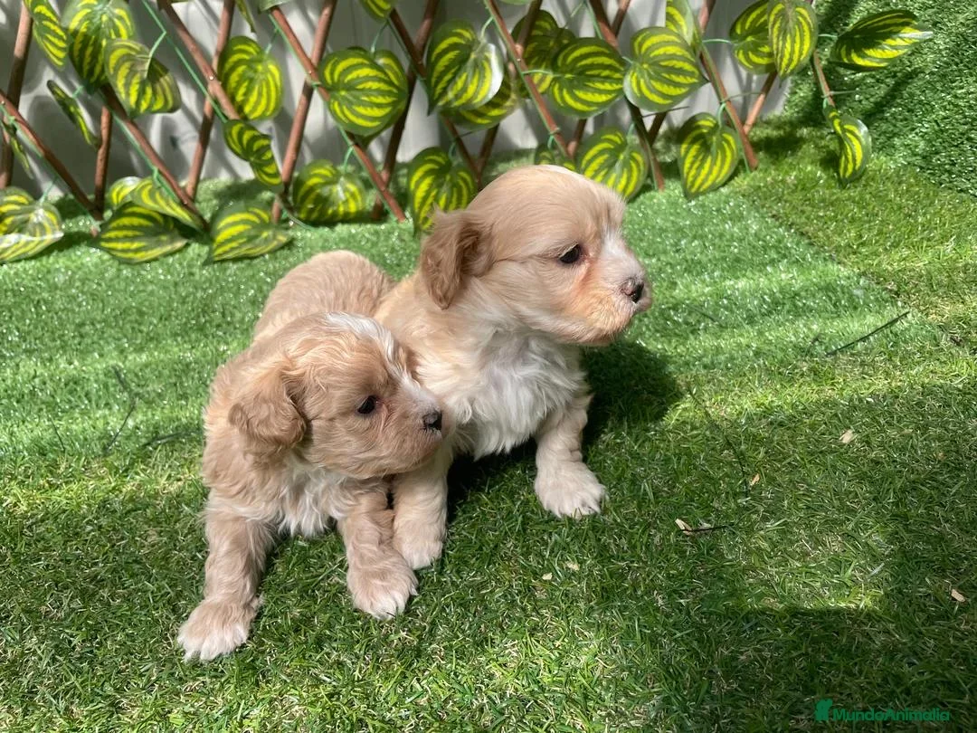 Maltipoo perros en venta: Maltipoo - Anuncio 2