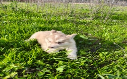 Husky Siberiano perros en venta: Husky SIBERIANO de calidad  - Imagen 8