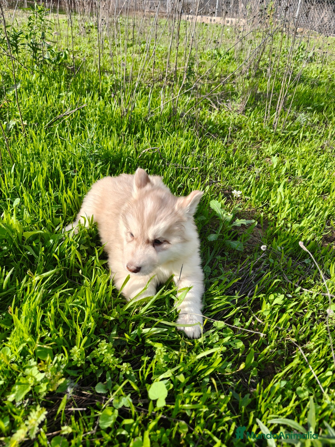 Husky Siberiano perros en venta: Husky SIBERIANO de calidad  - Imagen 8