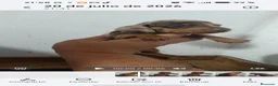 Teckel perros en venta: Espectacular camada de Teckel chocolate Arlequín - Anuncio 2