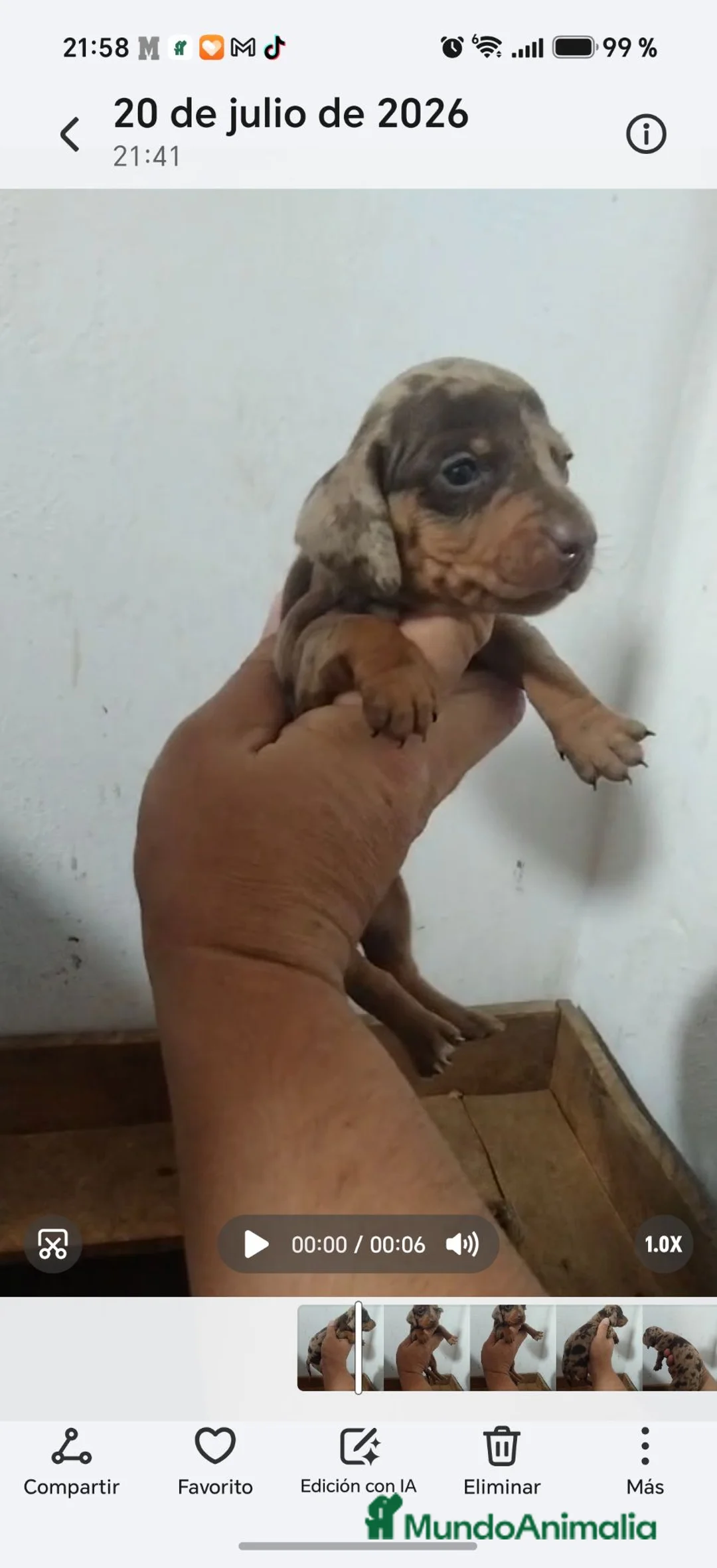 Teckel perros en venta: Espectacular camada de Teckel chocolate Arlequín - Anuncio 2