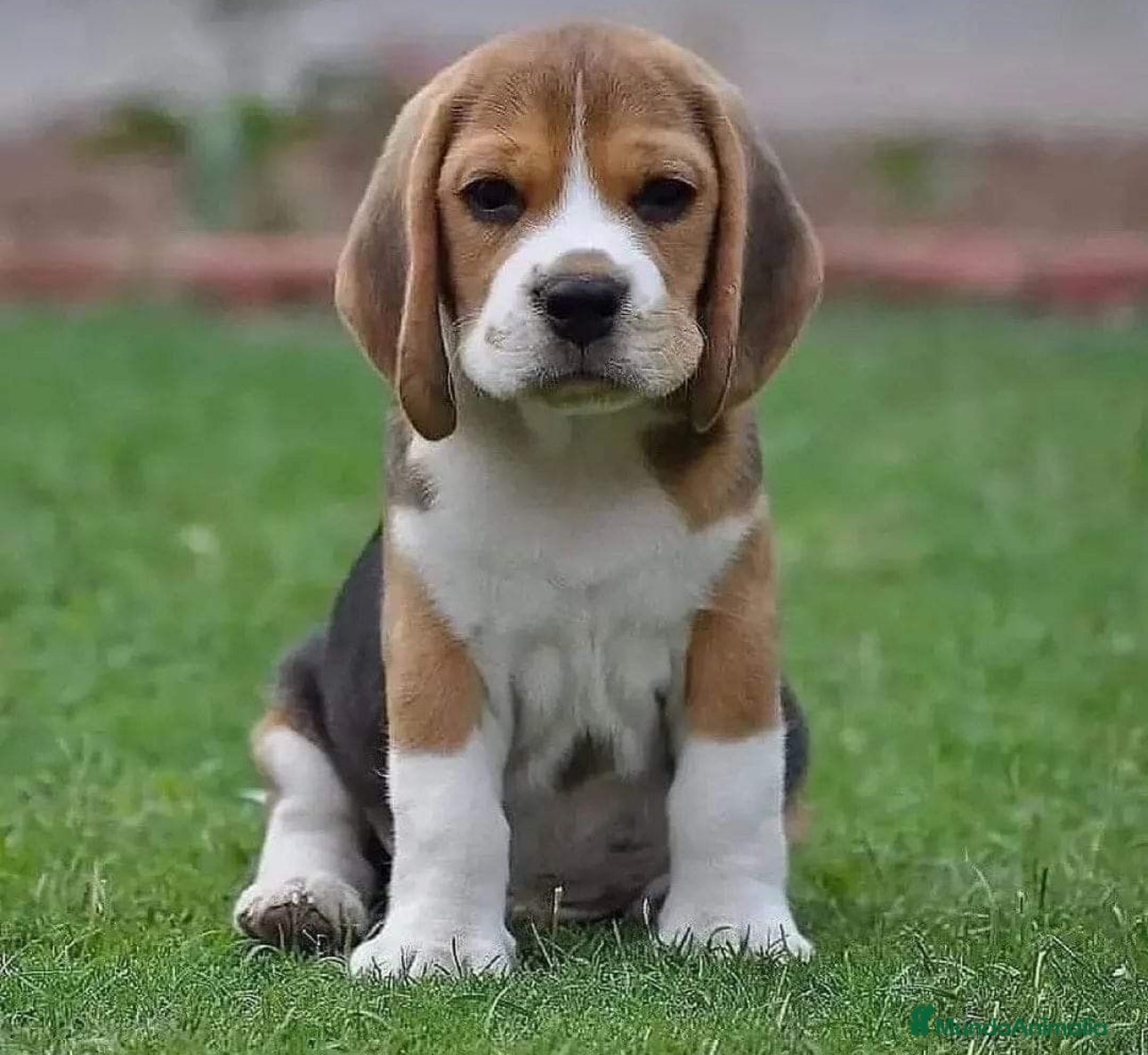 Beagle perros BEAGLE CALIDAD GARANTÍA Y RESPONSABILIDAD  - Anuncio 4