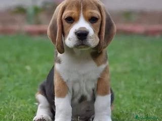 Beagle perros BEAGLE CALIDAD GARANTÍA Y RESPONSABILIDAD - Anuncio 2