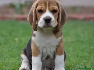 Beagle perros BEAGLE CALIDAD GARANTÍA Y RESPONSABILIDAD - Anuncio 3