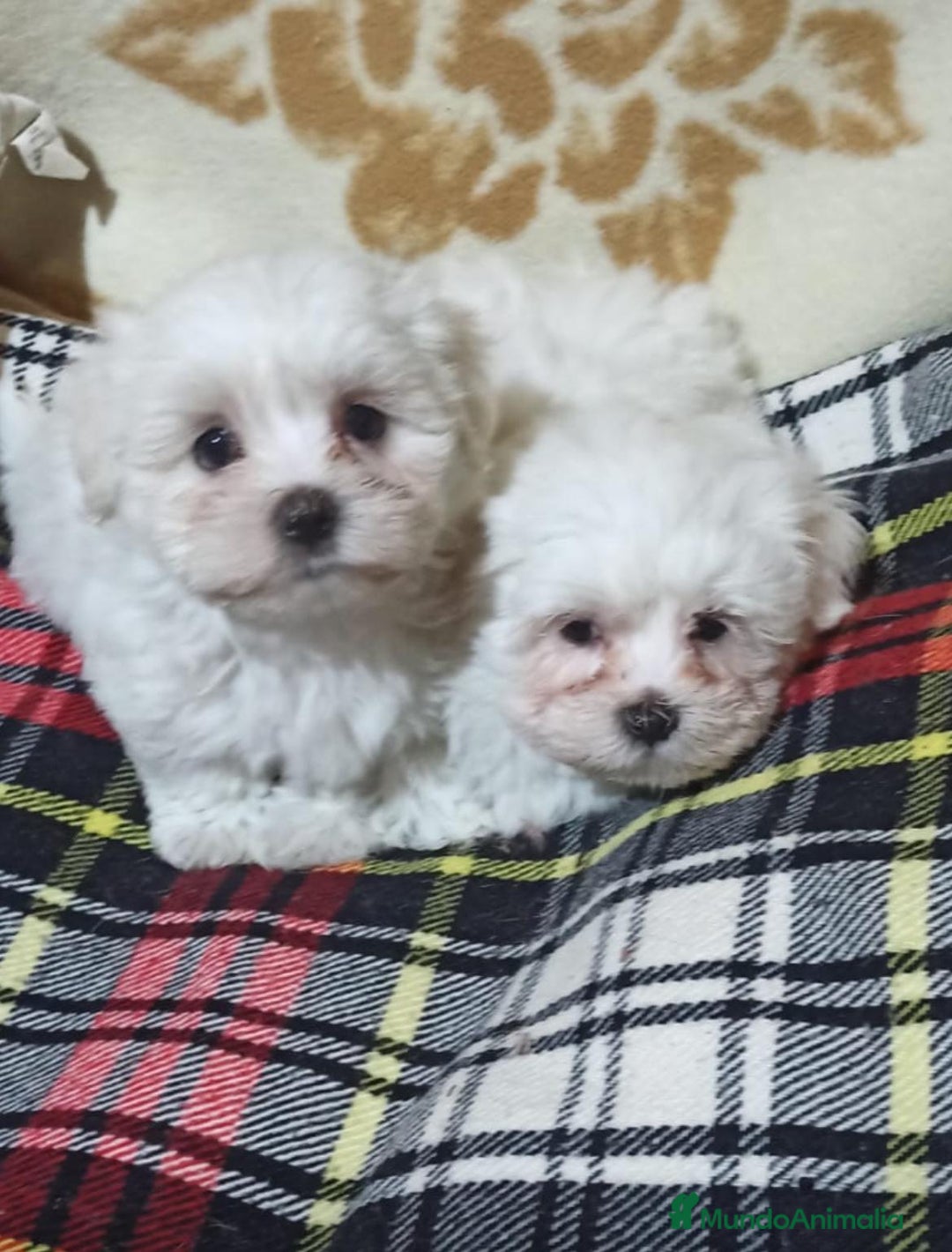 Bichón Maltés perros en venta: Bichón Maltés  - Anuncio 1